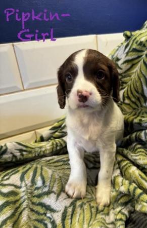 Image 10 of READY NOW Fabulous English springer puppies