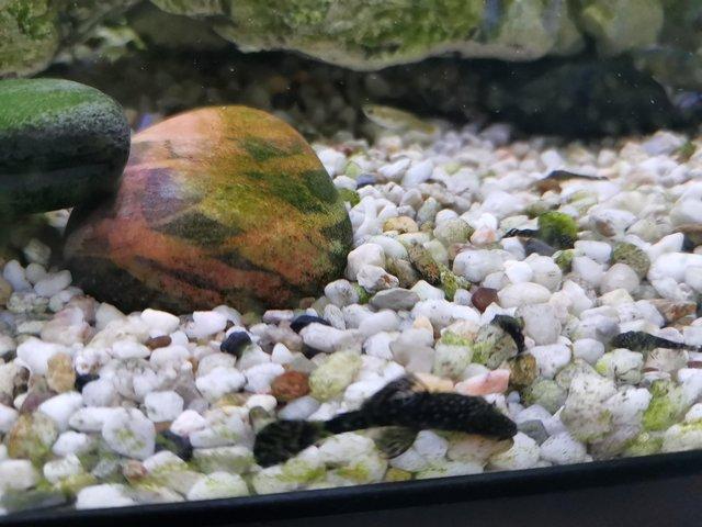 Preview of the first image of Bristlenose Plecs Pleco.