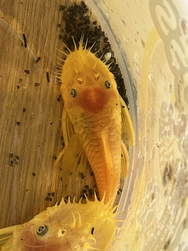 Preview of the first image of Yellow blue eye short fin Pleco..