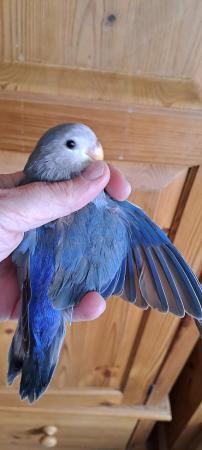 Image 2 of Baby peach faced lovebird for sale