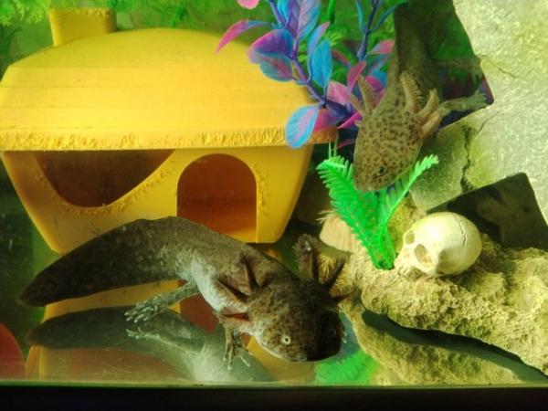 Image 3 of Axolotls £5 each x2 Wild Types. Coldwater