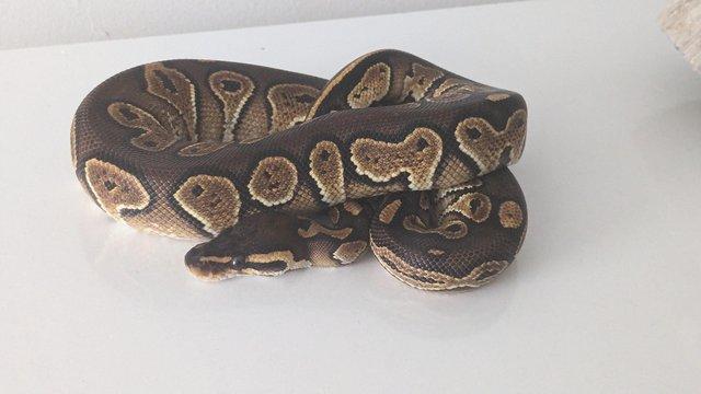 Preview of the first image of 2023 Male Blackhead Special Ball Python.