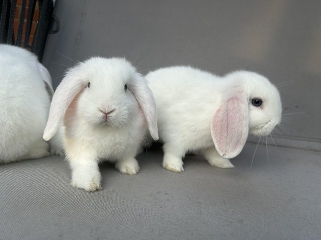 Preview of the first image of 2 BEW baby minilop rabbits (does) for sale.