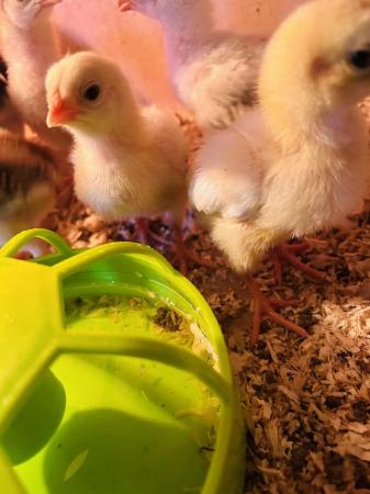 Image 4 of Aseel chicks for sale very  healthy