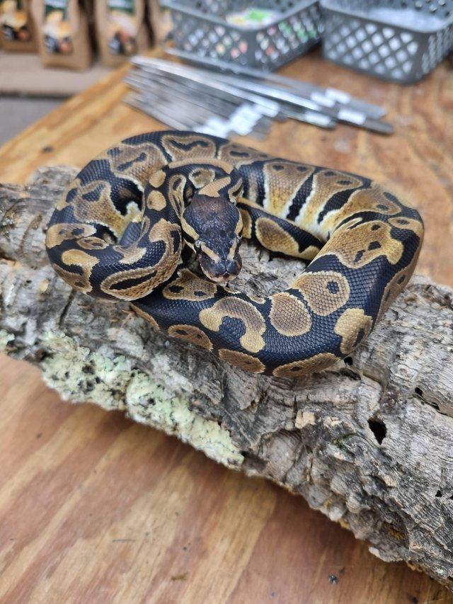 Preview of the first image of Super clasic Royal Python.
