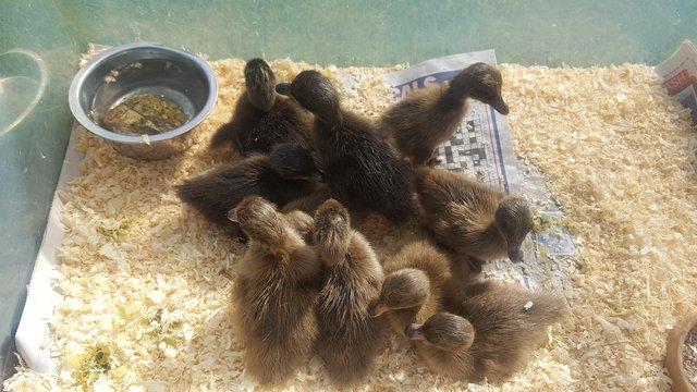 Preview of the first image of Khaki campbell ducklings eggs for hatching.