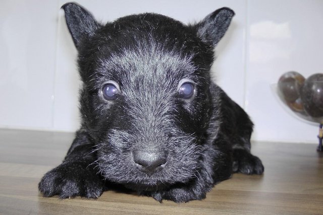 Image 3 of Scottish terrier puppies ready 8th may