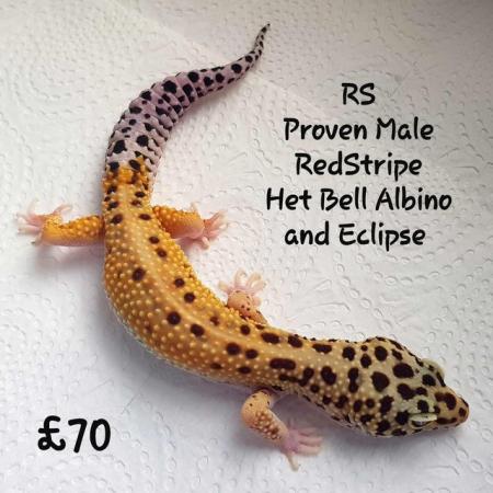 Image 10 of Leopard Geckos Available For New Homes