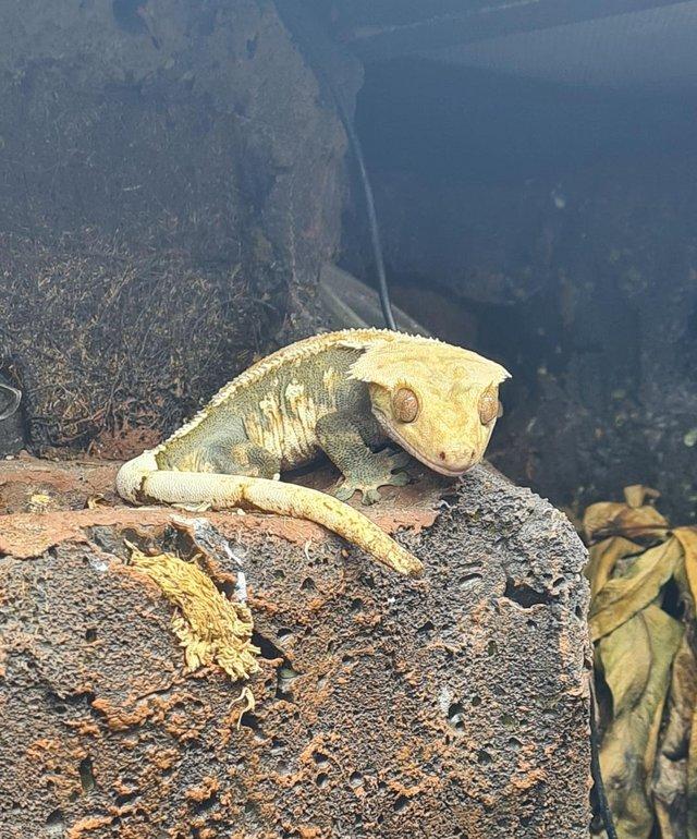 Preview of the first image of Male Crested Gecko Proven Breeder 5 years old.