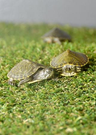 Image 4 of Baby Map Turtles ready to go