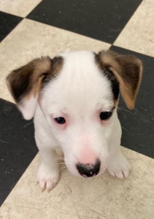 Image 1 of Jack Russell puppy for sale- Last one left