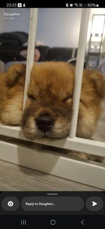 Image 4 of Reduced week old Red female Chow Chow ready for forever home
