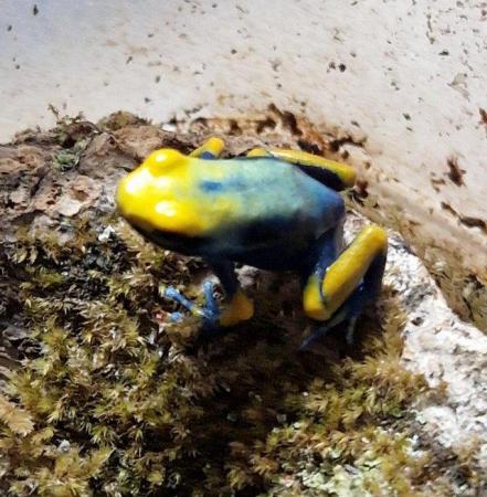 Image 5 of Azureus and Tumucumaque dart frog froglets, others available