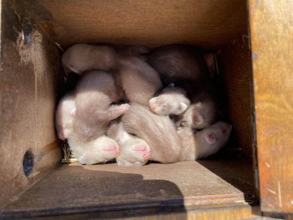 Image 8 of Beautiful Baby Ferrets (Ferret Kits)