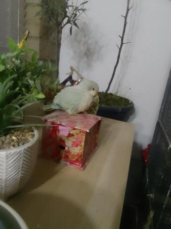 Image 4 of DNA tested baby Quaker parrots looking for loving homes
