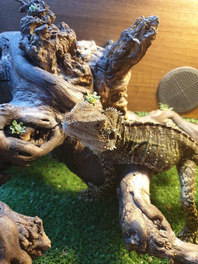 Preview of the first image of Proven pair of Australian water dragons lizards.