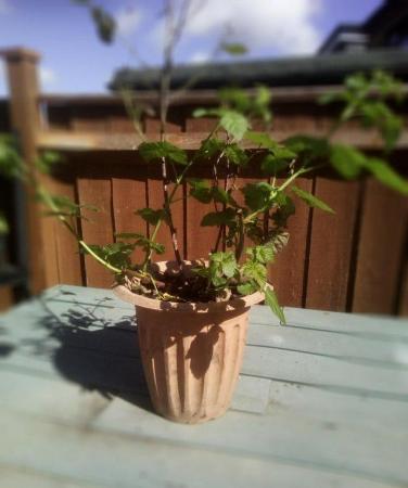 Image 1 of 1 x Thornless Tayberry Mature potted plant £18 - nice bargai