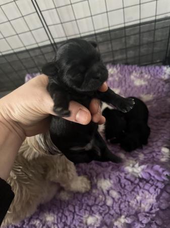 Image 3 of Shih Tzu Puppies For Sale (1 Boy)