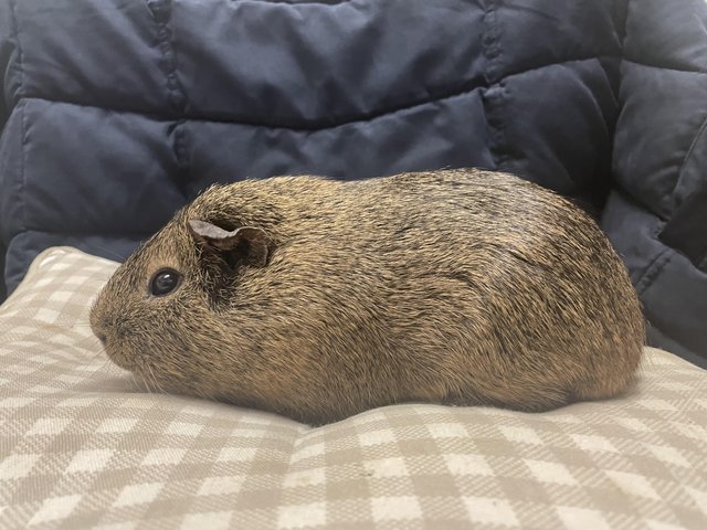 Preview of the first image of 2 Male Aby x Teddy Bonded Guinea Pig.