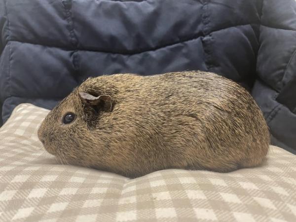 Image 1 of 2 Male Aby x Teddy Bonded Guinea Pig