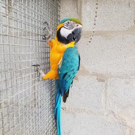 Image 2 of Blue and gold male macaw for sale