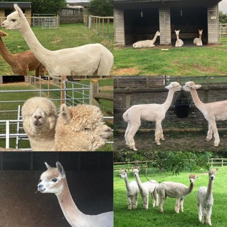 Image 2 of Alpacas looking for new caring homes.