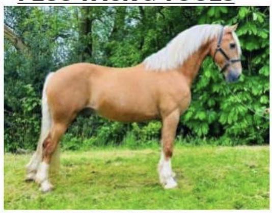 Image 2 of Magnificent palamino 14.3 / 15hh gelding