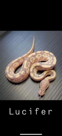 Image 3 of Royal python/ball python