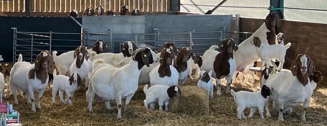 Preview of the first image of Full Blood Boer Goats for sale.