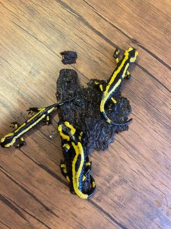 Image 3 of Fire salamanders lovely looking