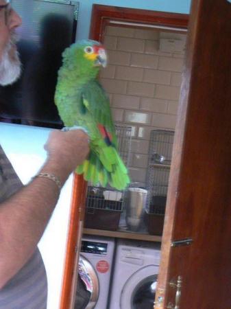 Image 2 of !!!! MALE RED LORED AMAZON!!!!