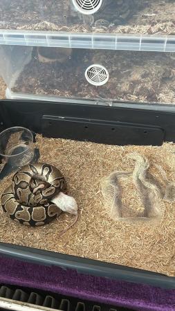 Image 2 of Ball pythons male and female