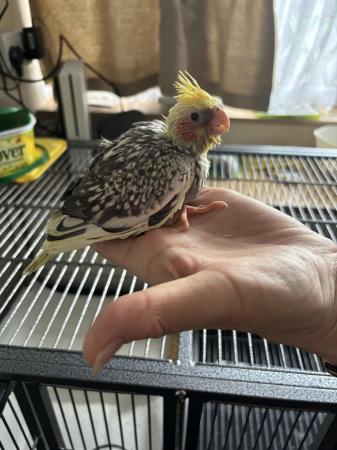 Image 12 of Hand reared cockatiels for sale, ready to leave soon