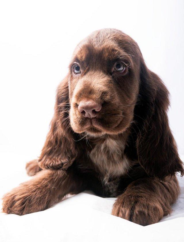Preview of the first image of Show Cocker Spaniel puppy is looking for her forever home.