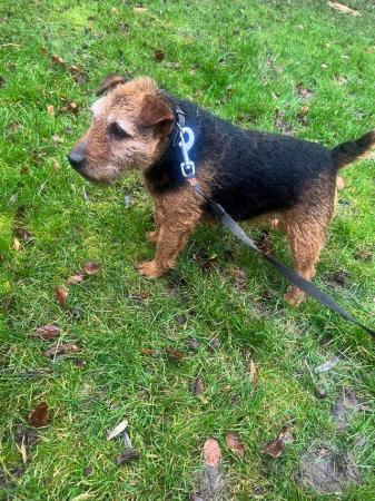 Image 2 of Black and Tan Lakeland terrier bitch for sale