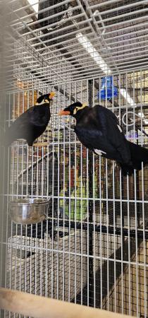 Image 5 of Stunning greater hill mynah pair 2023 rung DNA