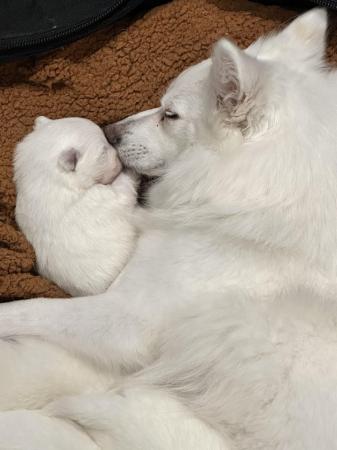 Image 4 of Beautiful cuddly and cute Japanese Spitz Puppies