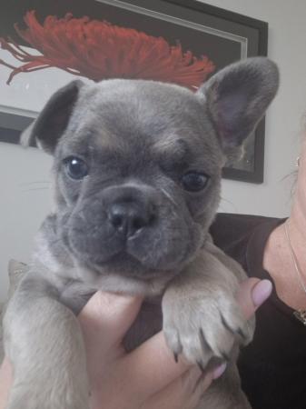 Image 20 of KC Registered French Bulldog Puppies 2 left