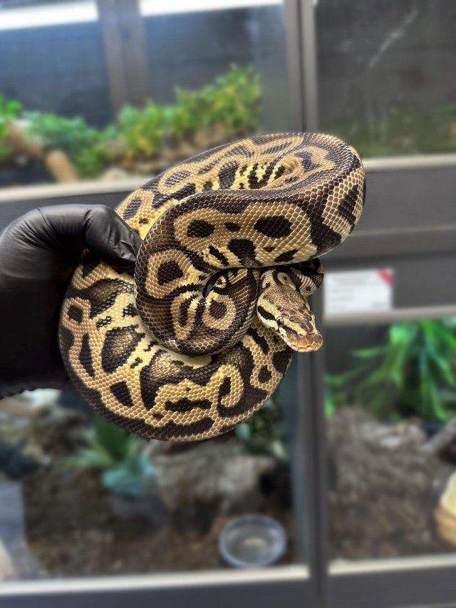 Preview of the first image of 2023 Male Leopard het Piebald Royal Python.