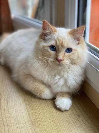 Image 3 of Gorgeous flame mitted Pedigree Ragdoll