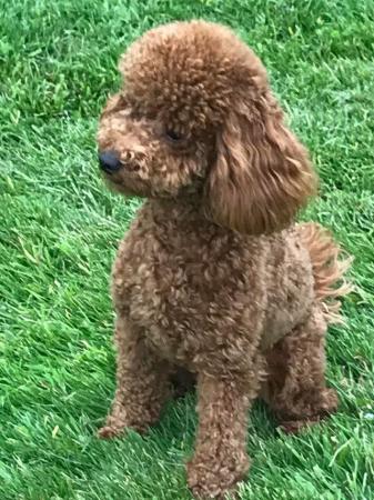 Image 4 of Proven red toy poodle (Health tested)