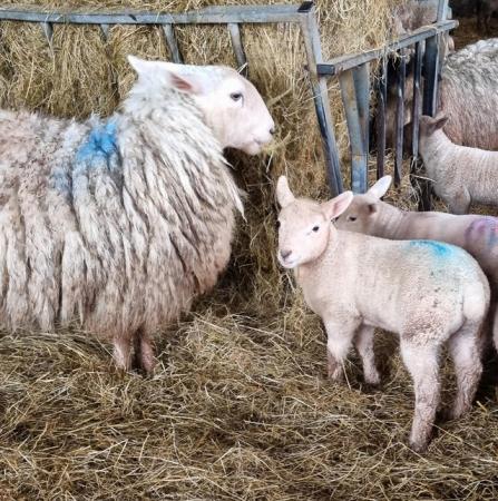Image 2 of Border leicester x texel ewes and lambs