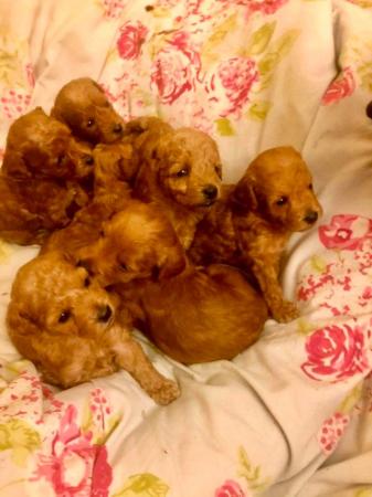 Image 2 of 11 weeks old Toy Poodle Puppies