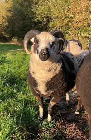 Image 6 of Shetland sheep mature rams for sale.
