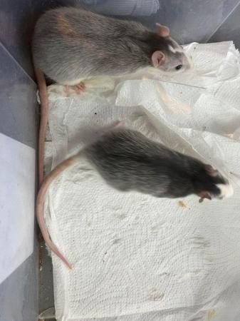 Image 2 of 5 half dumbo ear baby rats only 1 girl left and 4 boys