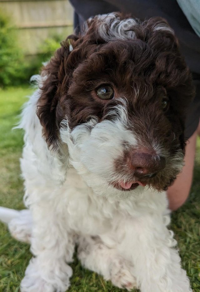 Preview of the first image of ONE Cockapoo F1b puppy remainDNA Health tested clear parents.
