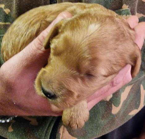 Image 7 of Fabulous F2 cockapoo pups for sale
