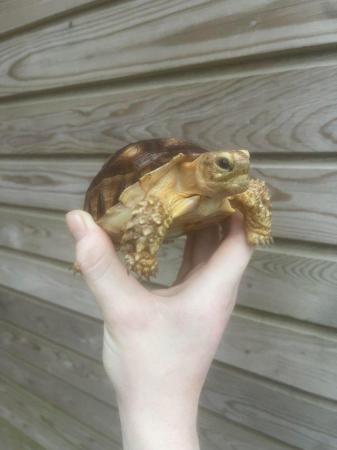 Image 4 of 9months old sulcata tortoises for sale