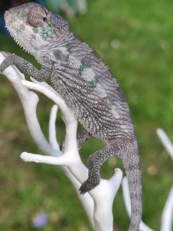 Image 3 of Boraha panther chameleon for sale