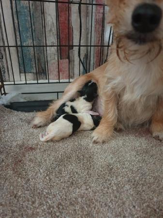 Image 4 of Cross bred tri colour terrier pups for sale ready june the f